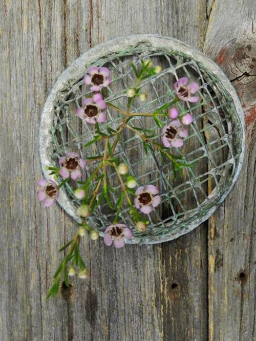  PINK WAXFLOWER